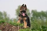 BERGER ALLEMAND 1441